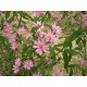 OLEARIA PHLOGOPAPPA -  PINK ALPINE DAISY - DUSTY DAISY BUSH